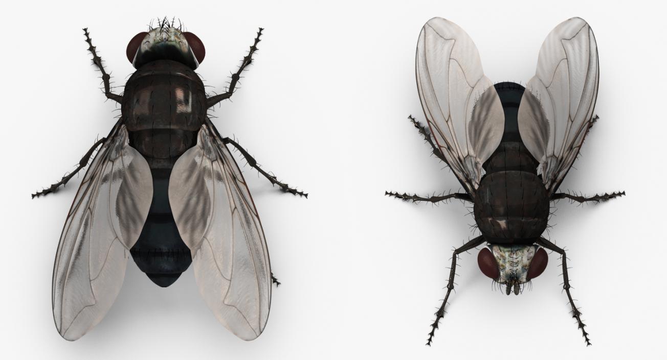 Insects Big Collection 4 3D model