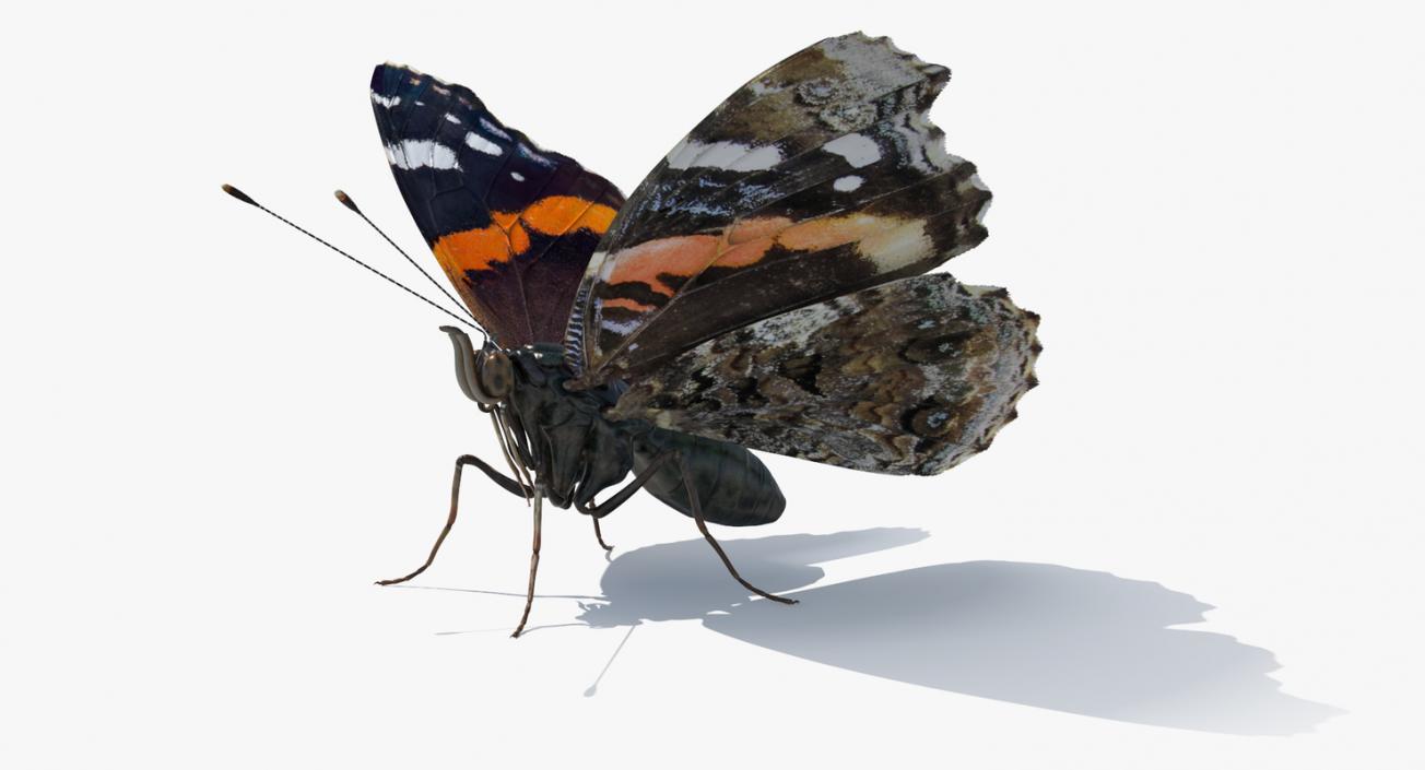 Insects Big Collection 4 3D model