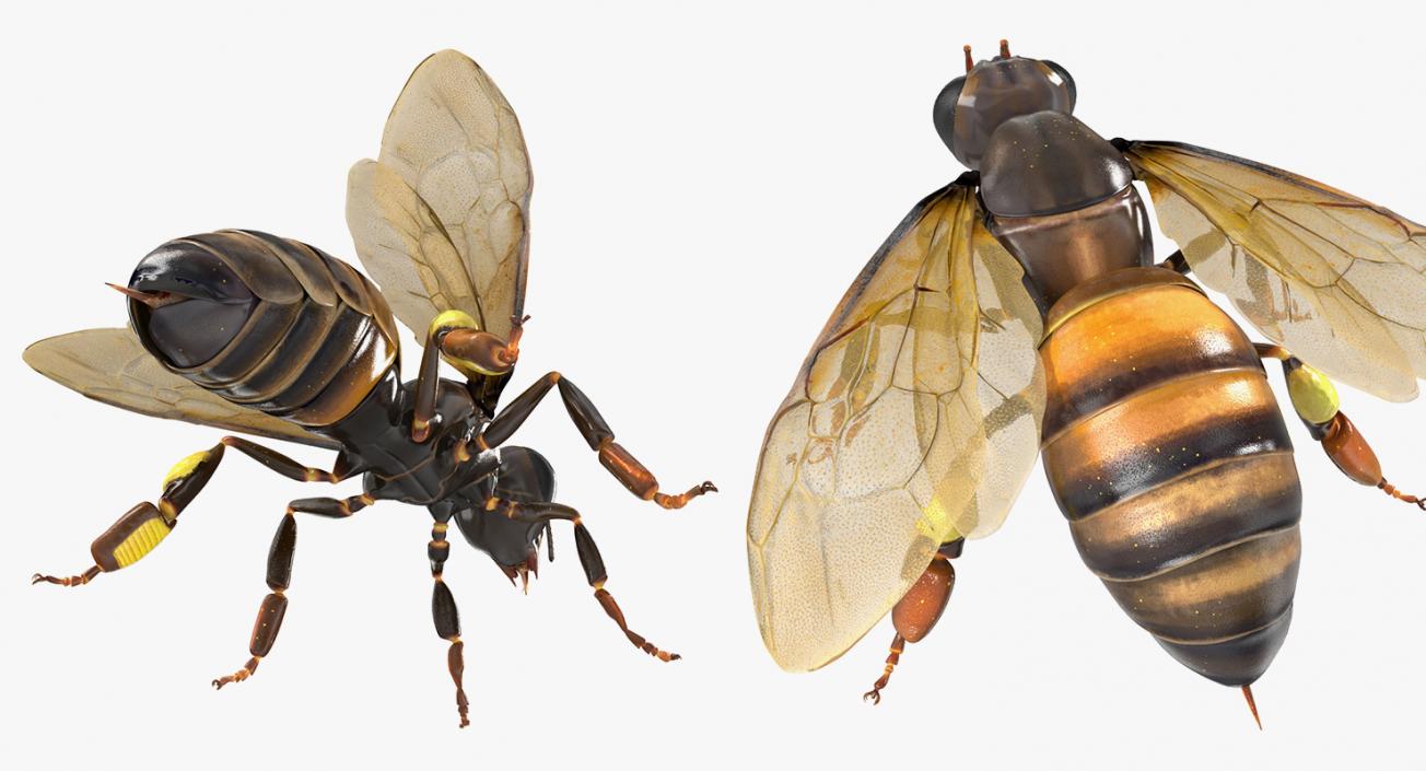 Insects Big Collection 4 3D model