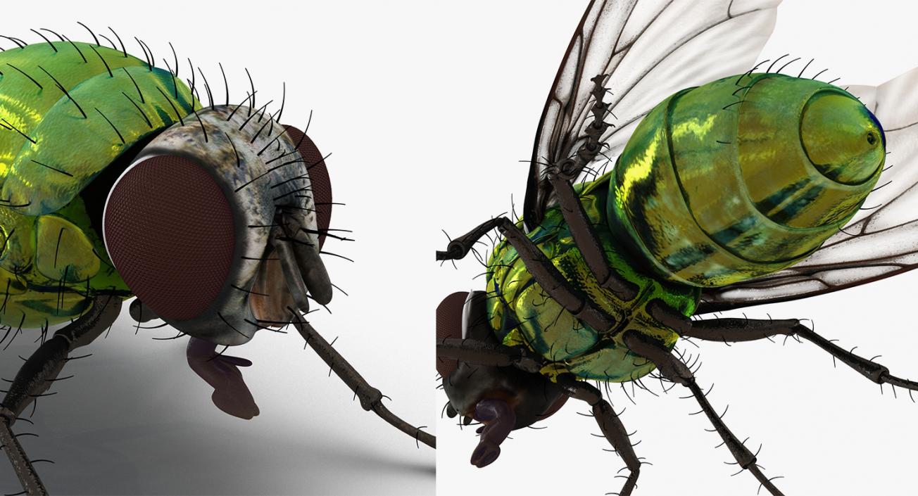 Insects Big Collection 4 3D model