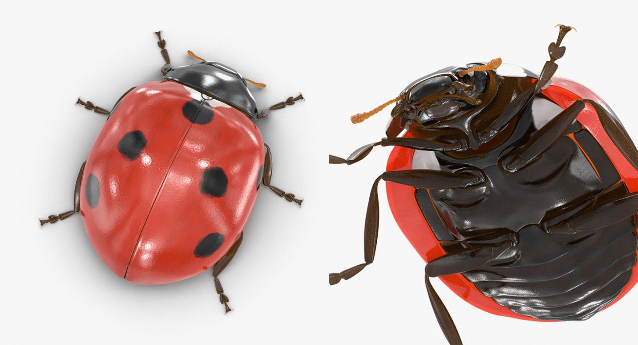 Insects Big Collection 4 3D model