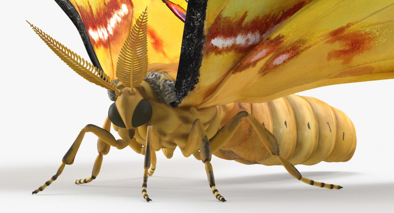 Insects Big Collection 4 3D model