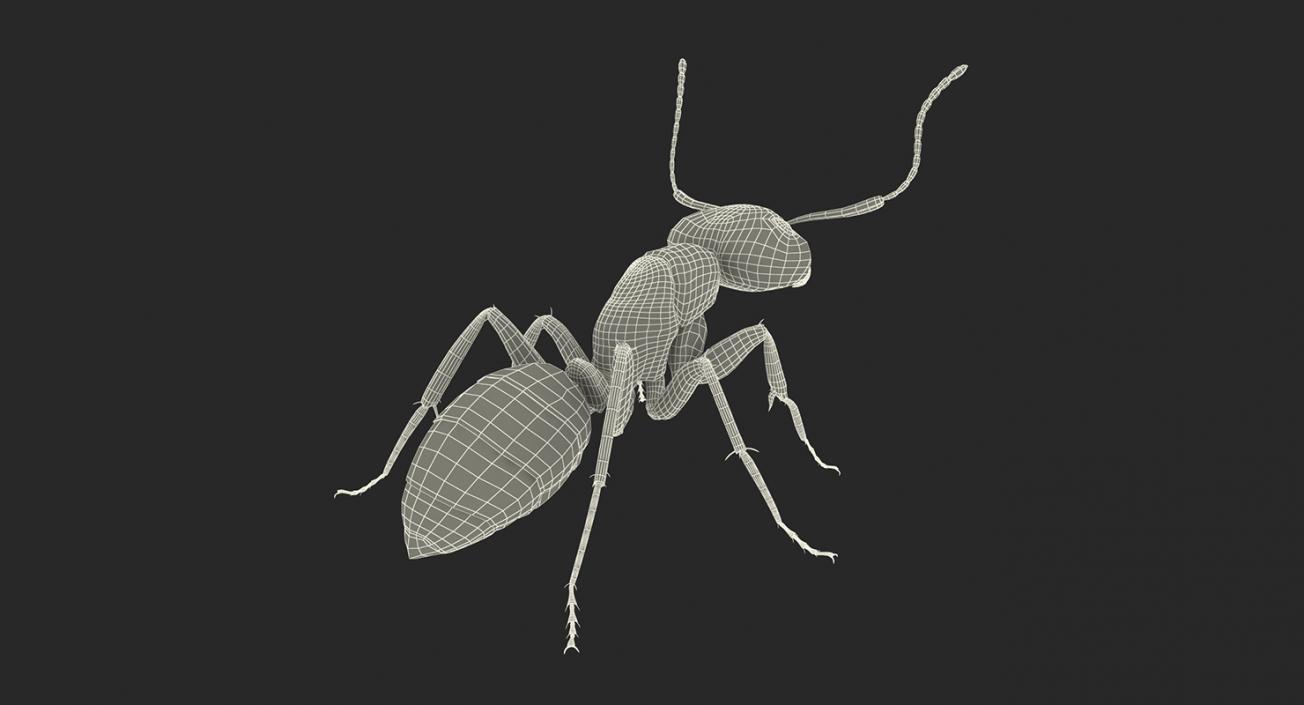 Insects Big Collection 4 3D model