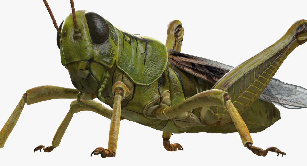 Insects Big Collection 4 3D model