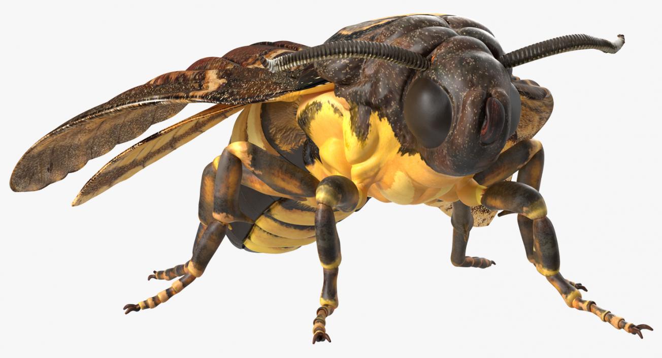 Insects Big Collection 4 3D model