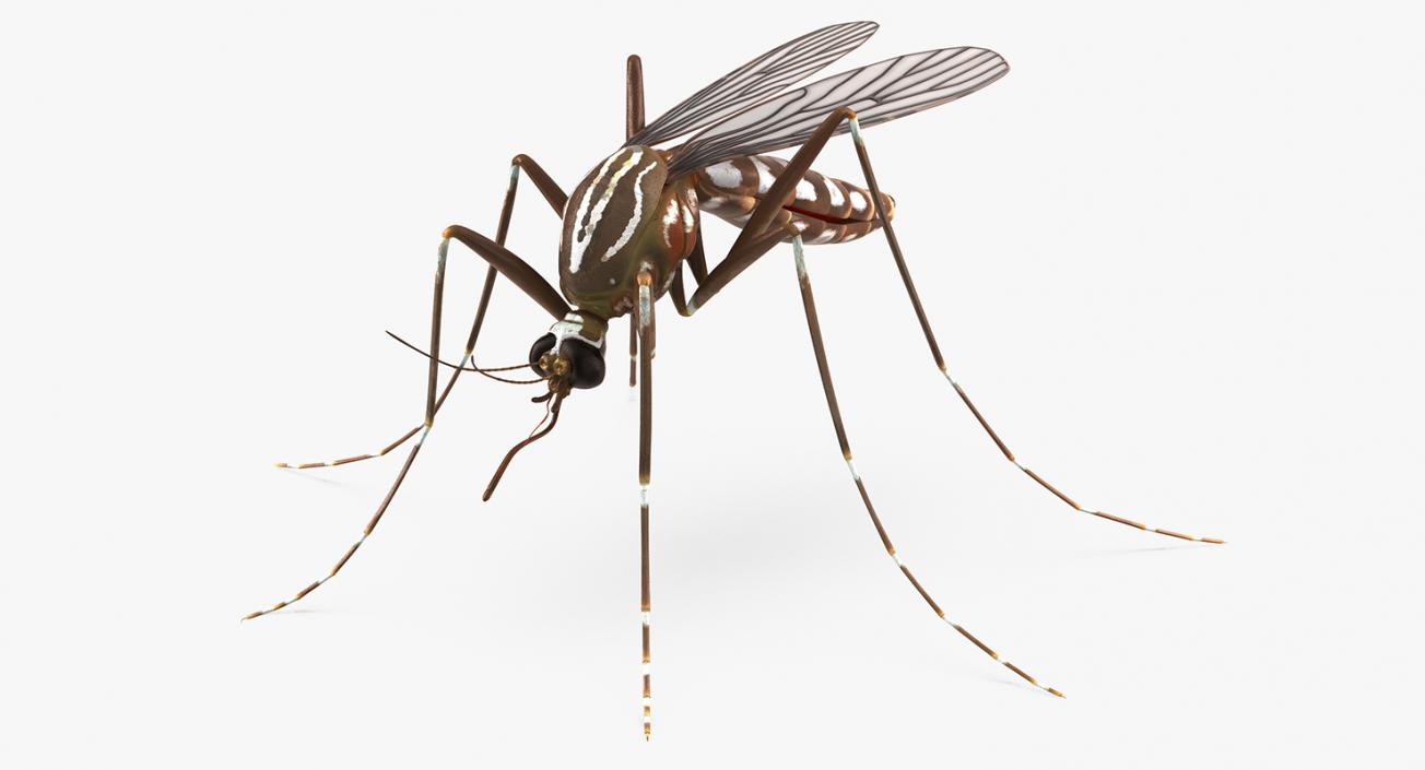 Insects Big Collection 4 3D model