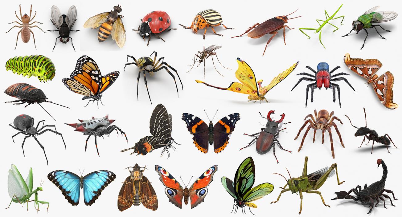 Insects Big Collection 4 3D model