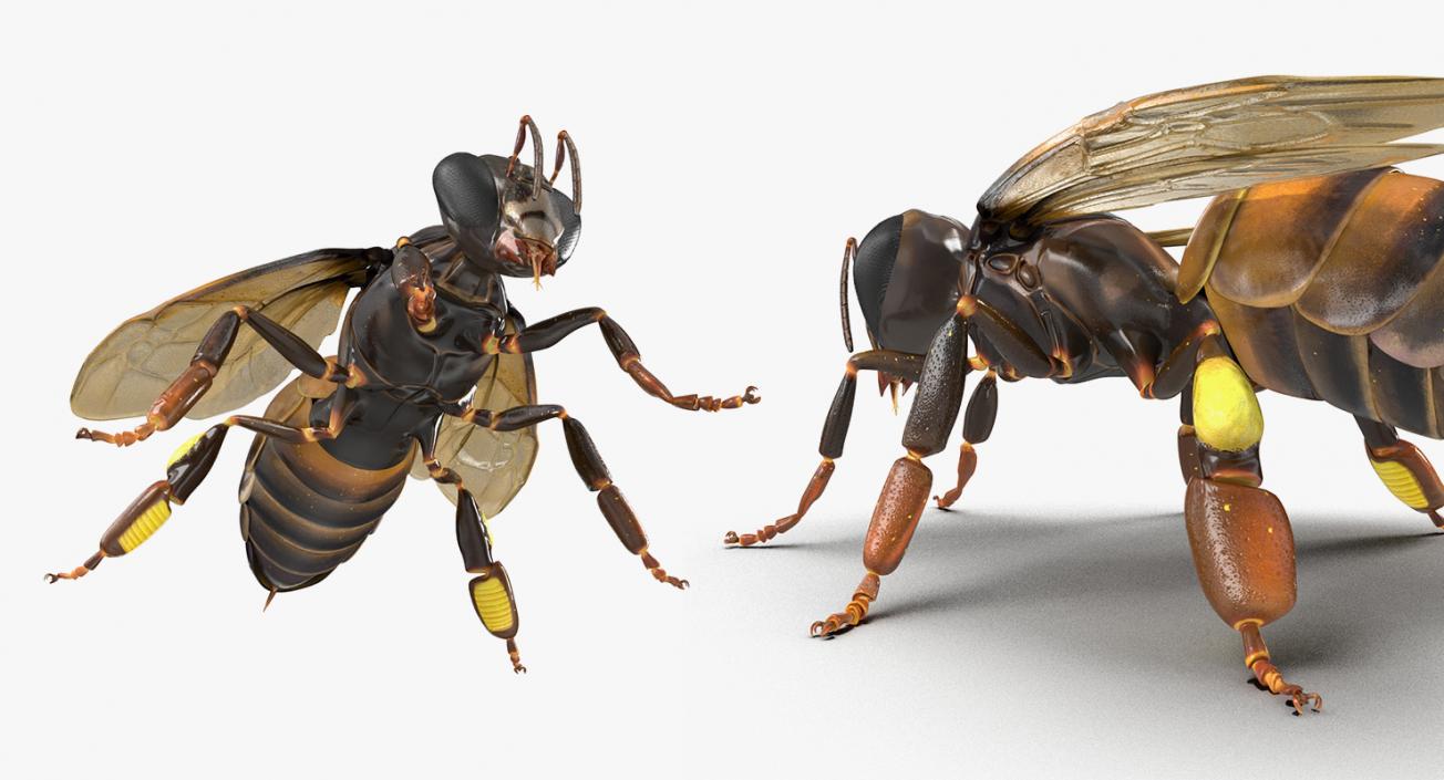 Insects Big Collection 4 3D model