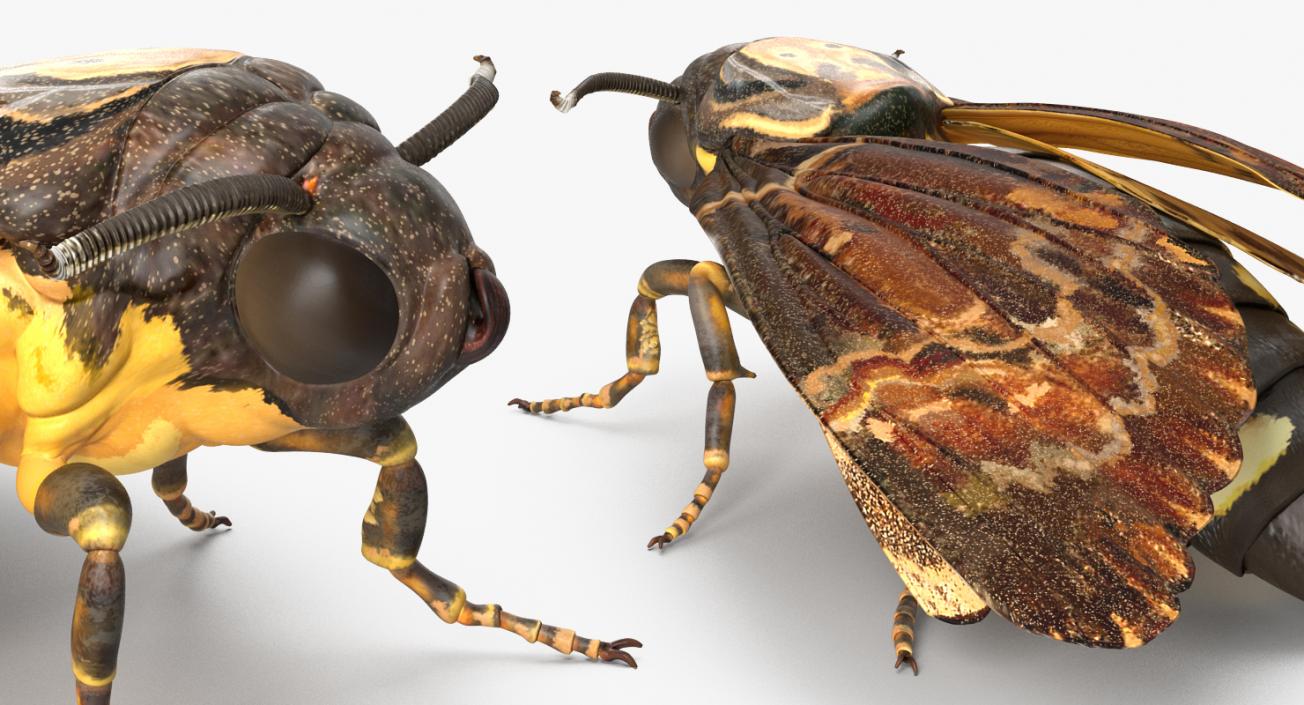 Insects Big Collection 4 3D model