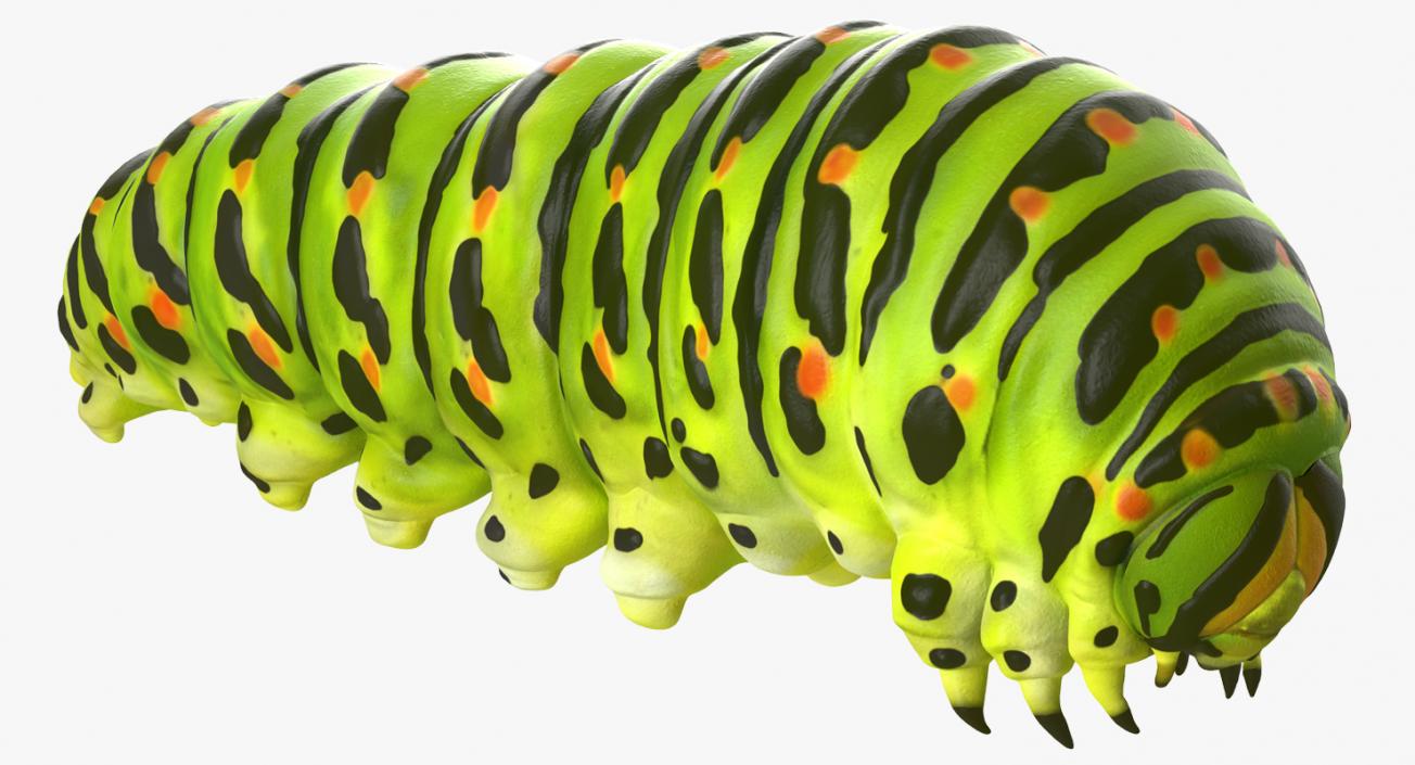 Insects Big Collection 4 3D model