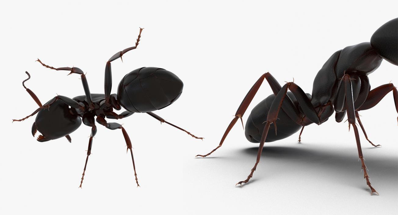 Insects Big Collection 4 3D model