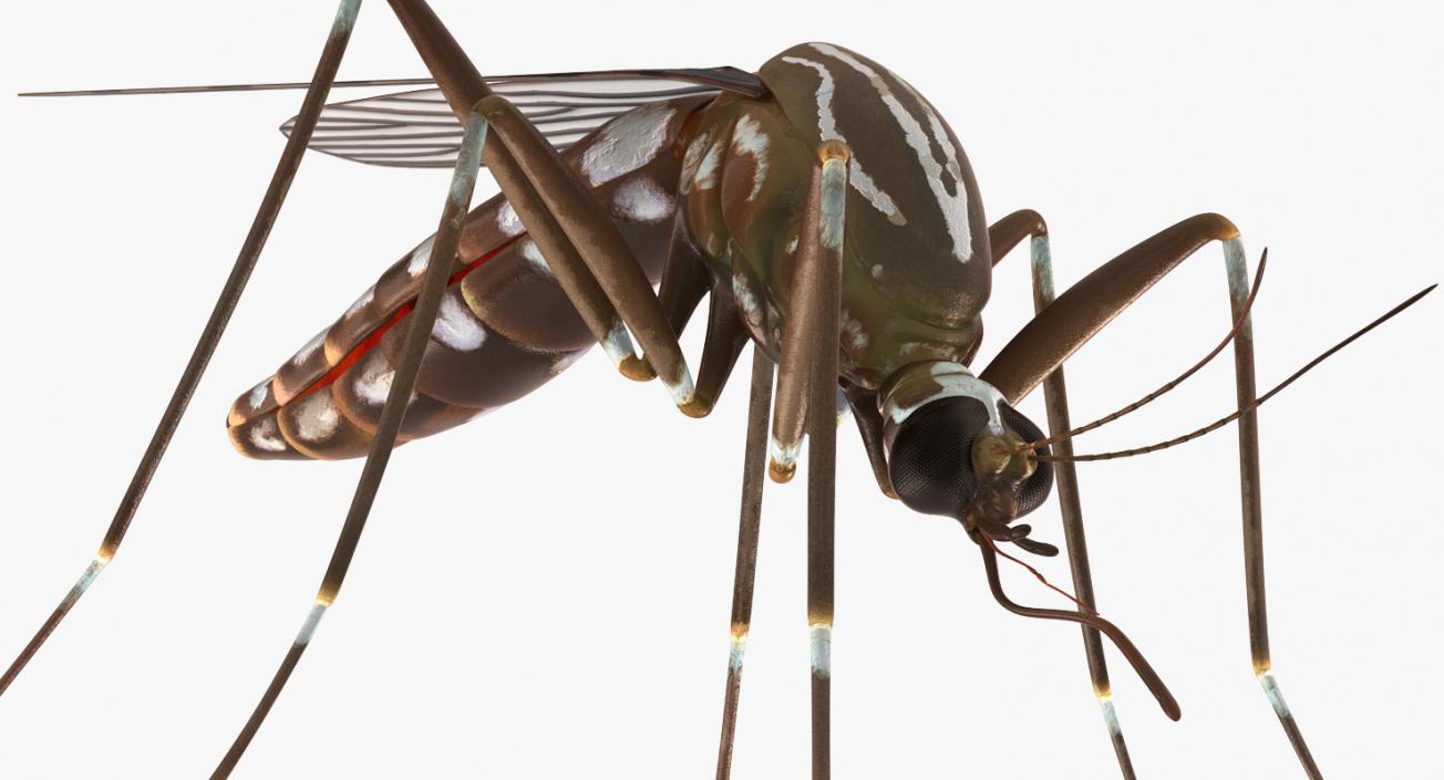 Insects Big Collection 4 3D model