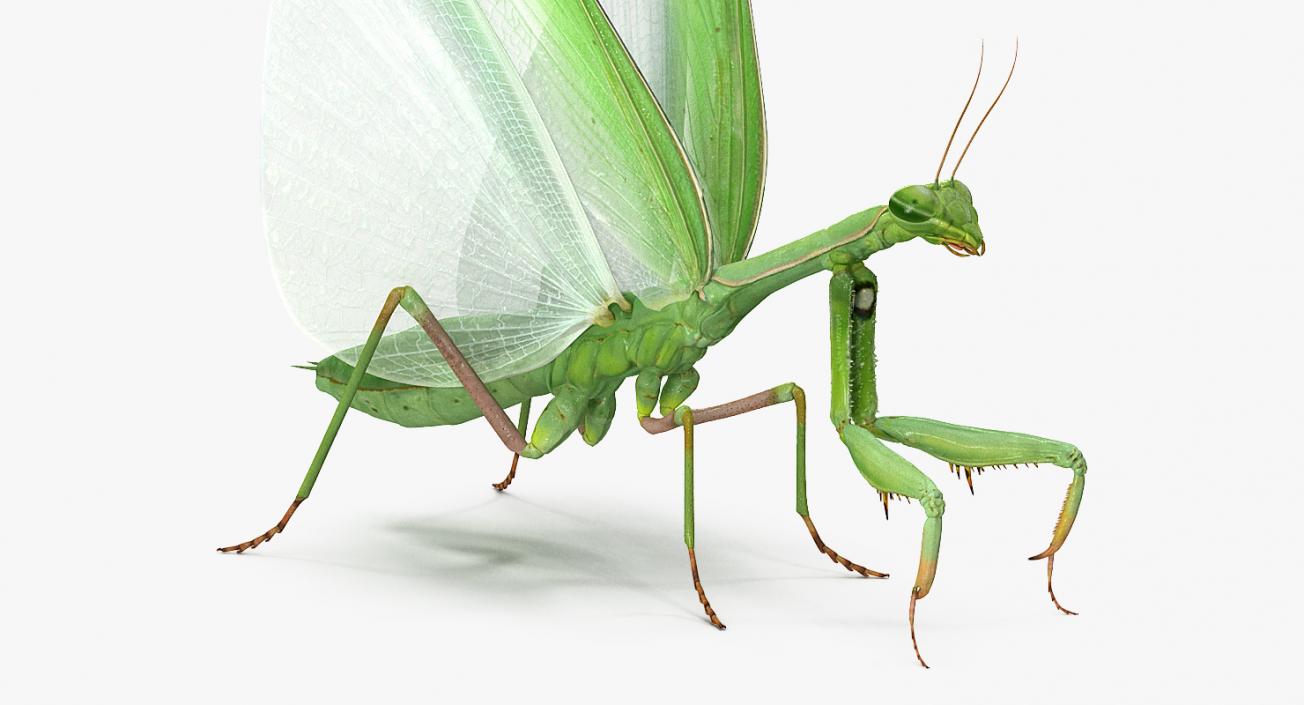 Insects Big Collection 4 3D model