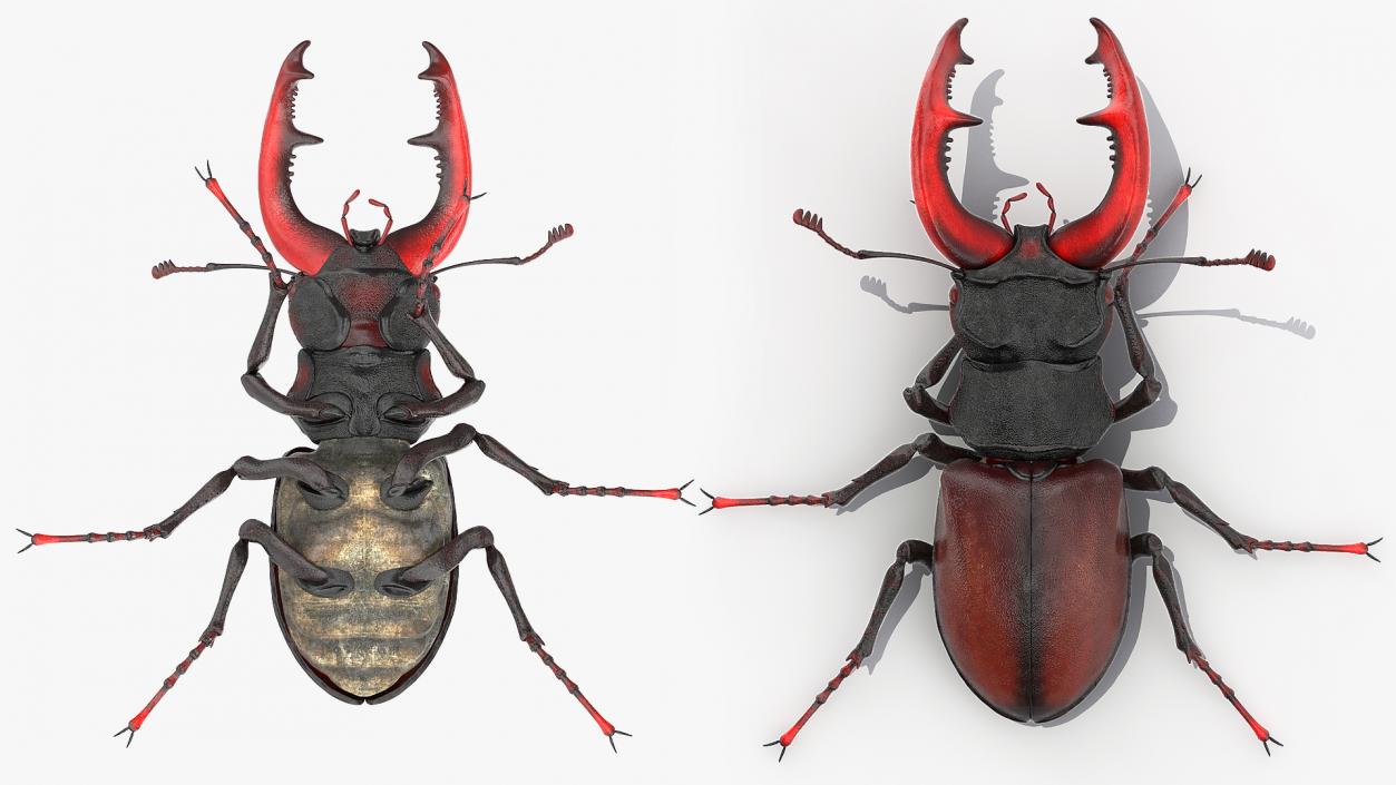 Insects Big Collection 4 3D model