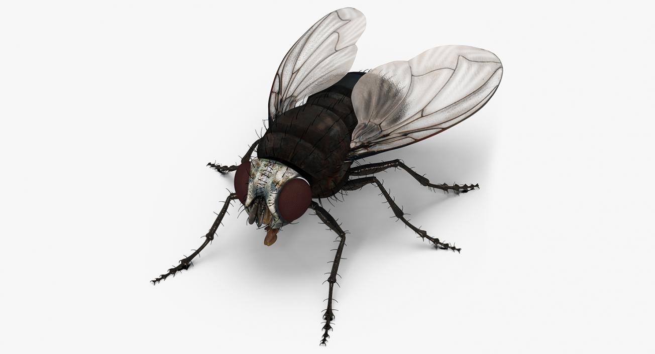 Insects Big Collection 4 3D model