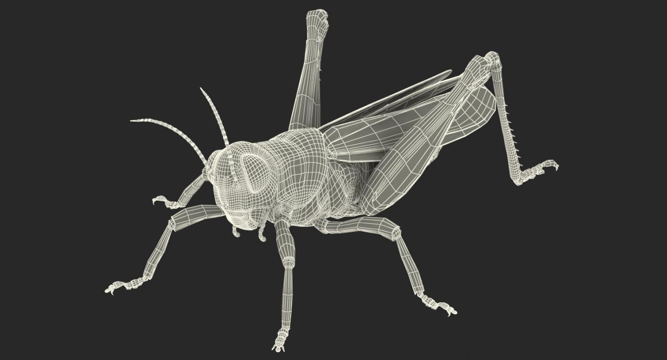 Insects Big Collection 4 3D model