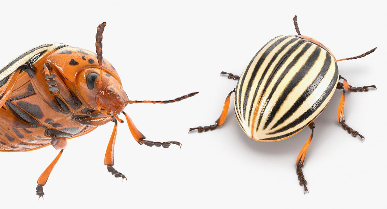 Insects Big Collection 4 3D model