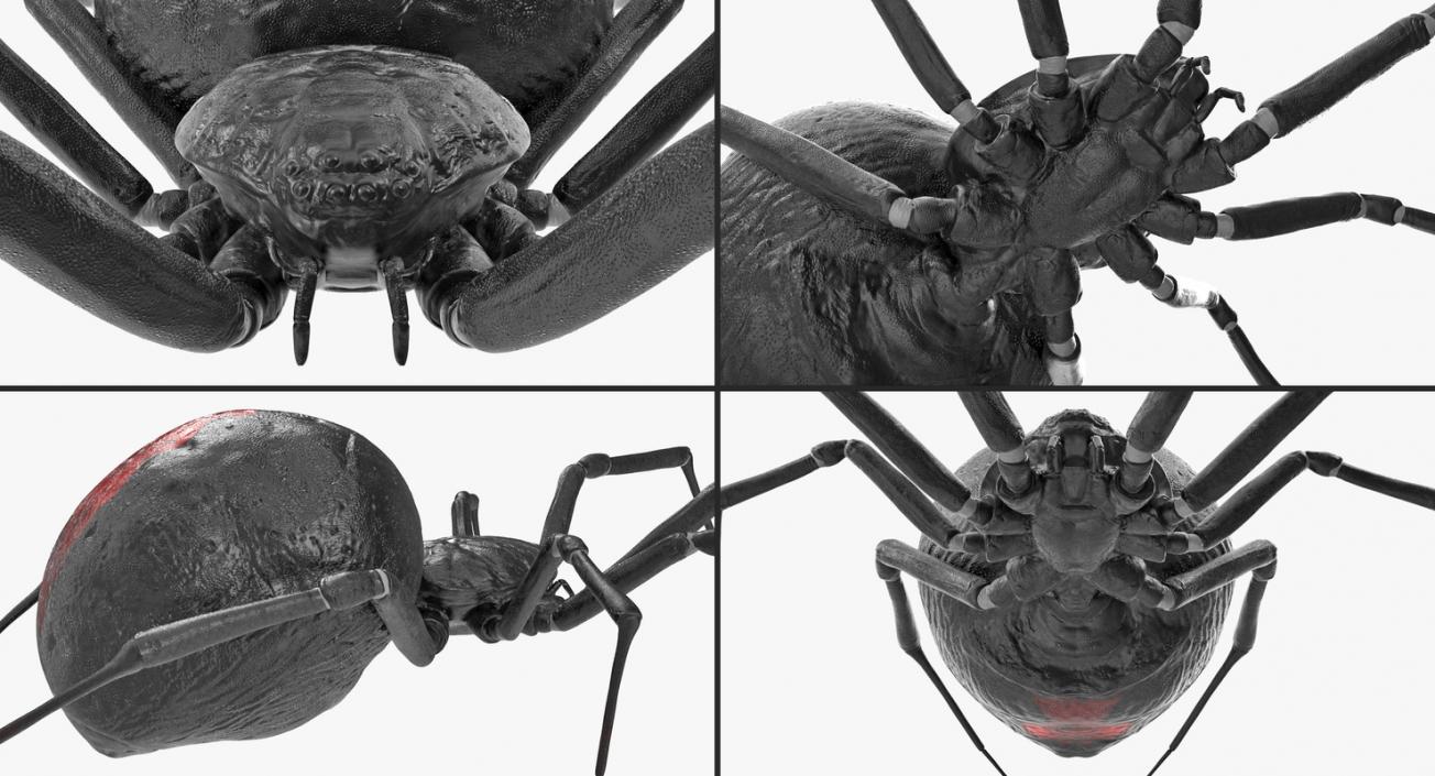 Insects Big Collection 4 3D model