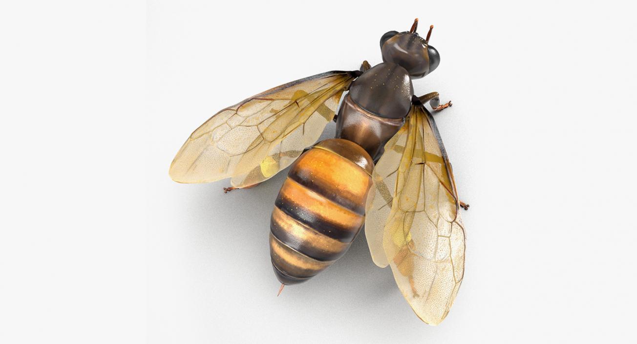 Insects Big Collection 4 3D model