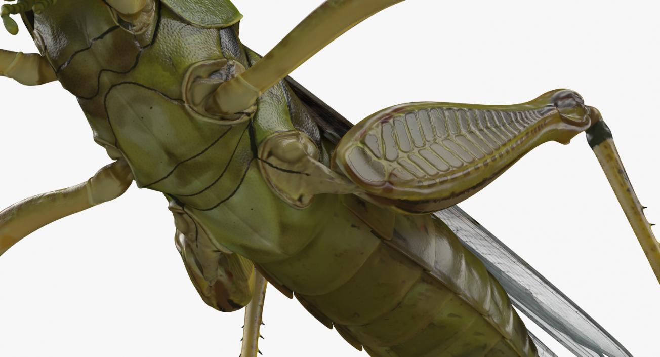 Insects Big Collection 4 3D model