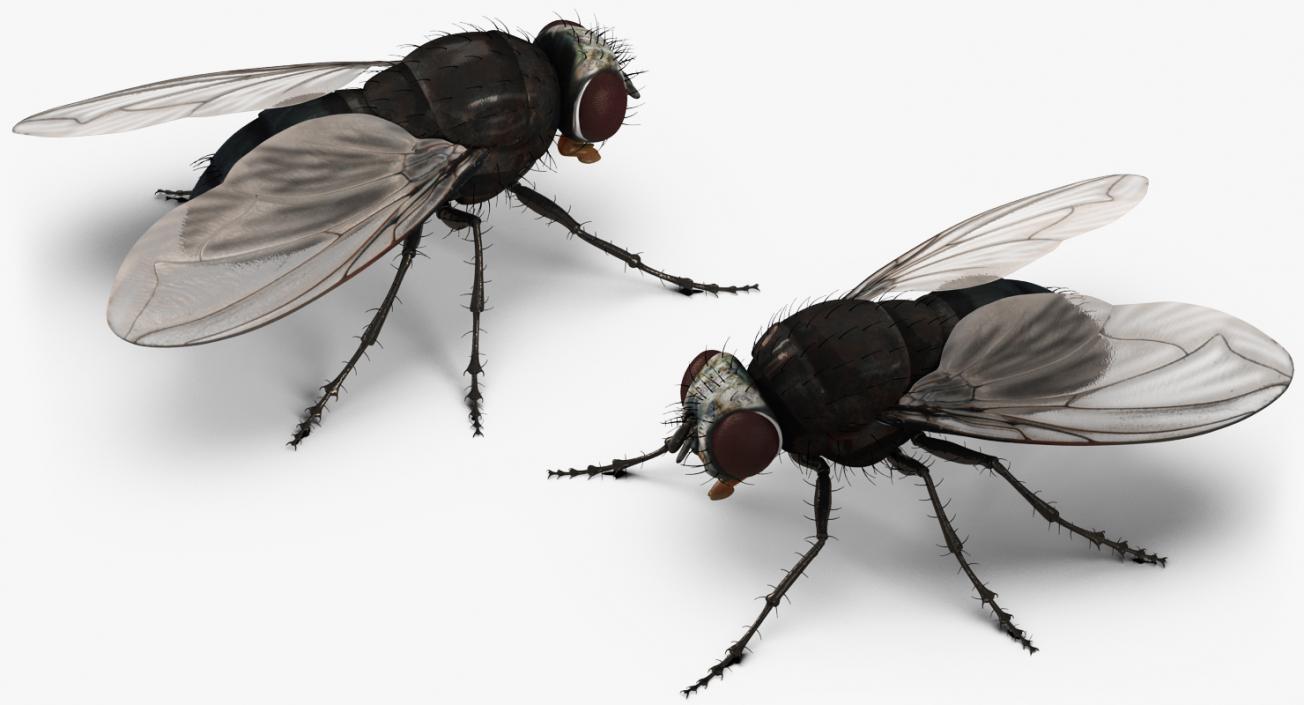 Insects Big Collection 4 3D model