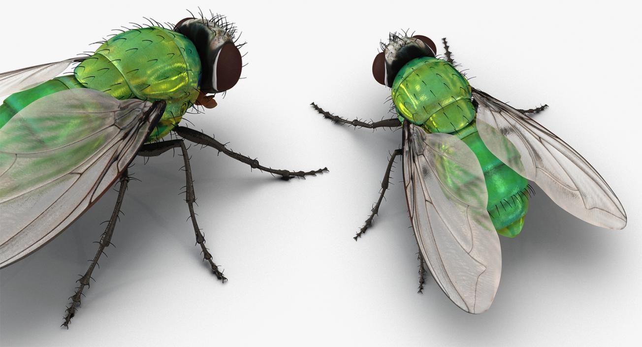 Insects Big Collection 4 3D model