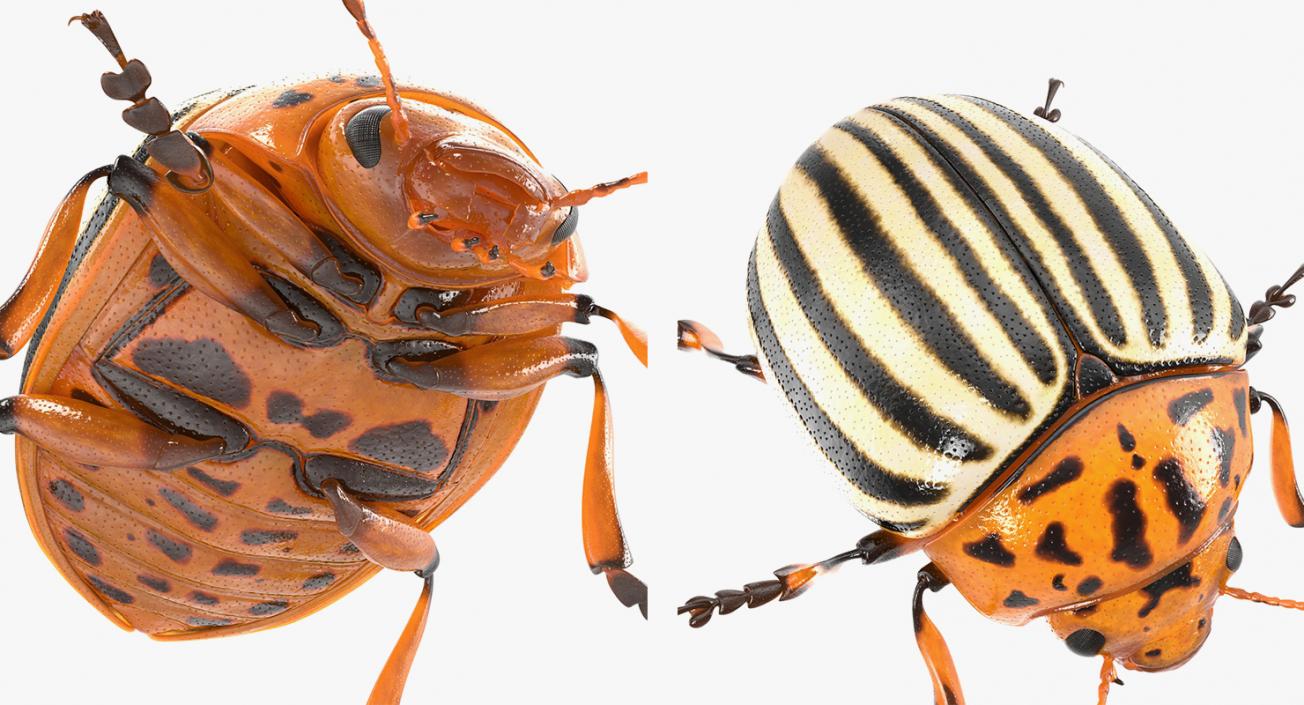 Insects Big Collection 4 3D model