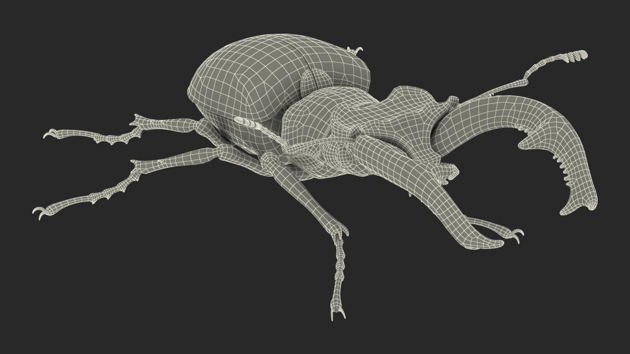 Insects Big Collection 4 3D model