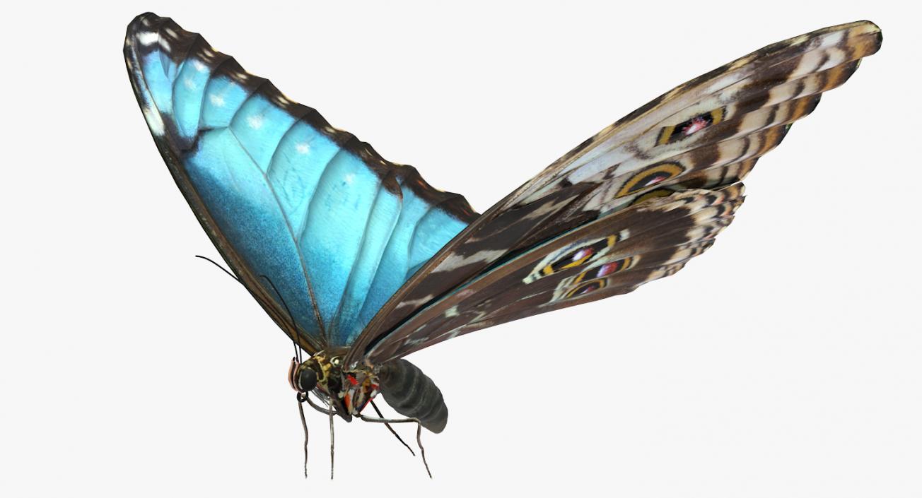 Insects Big Collection 4 3D model