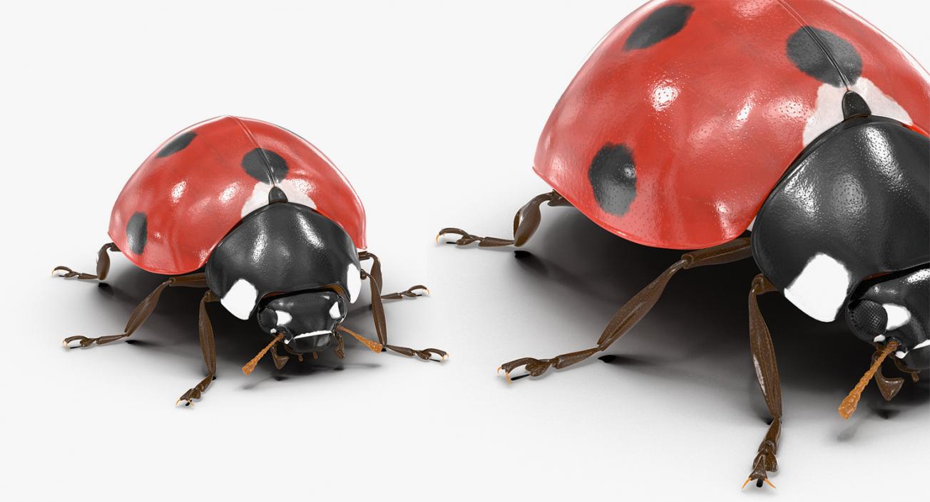 Insects Big Collection 4 3D model