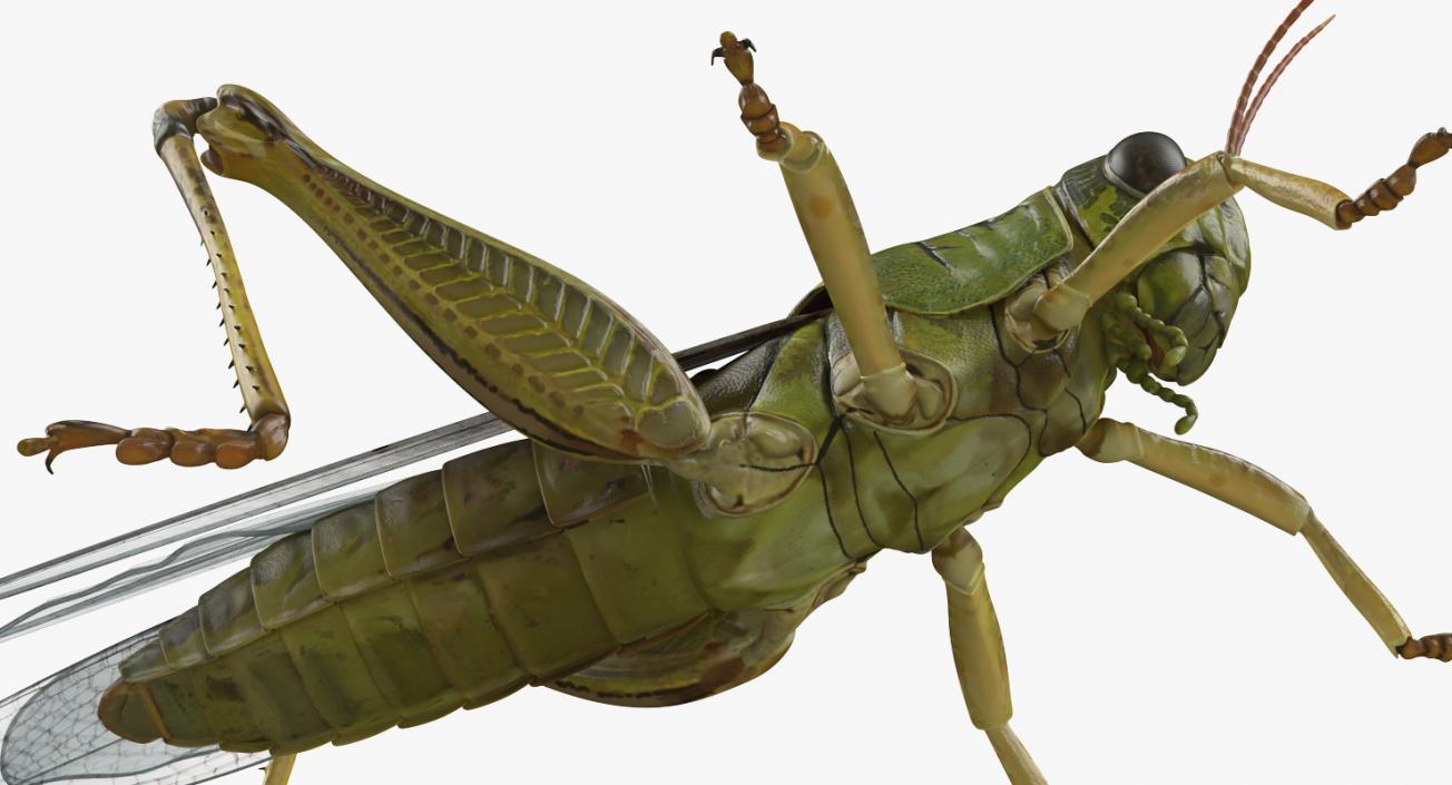 Insects Big Collection 4 3D model