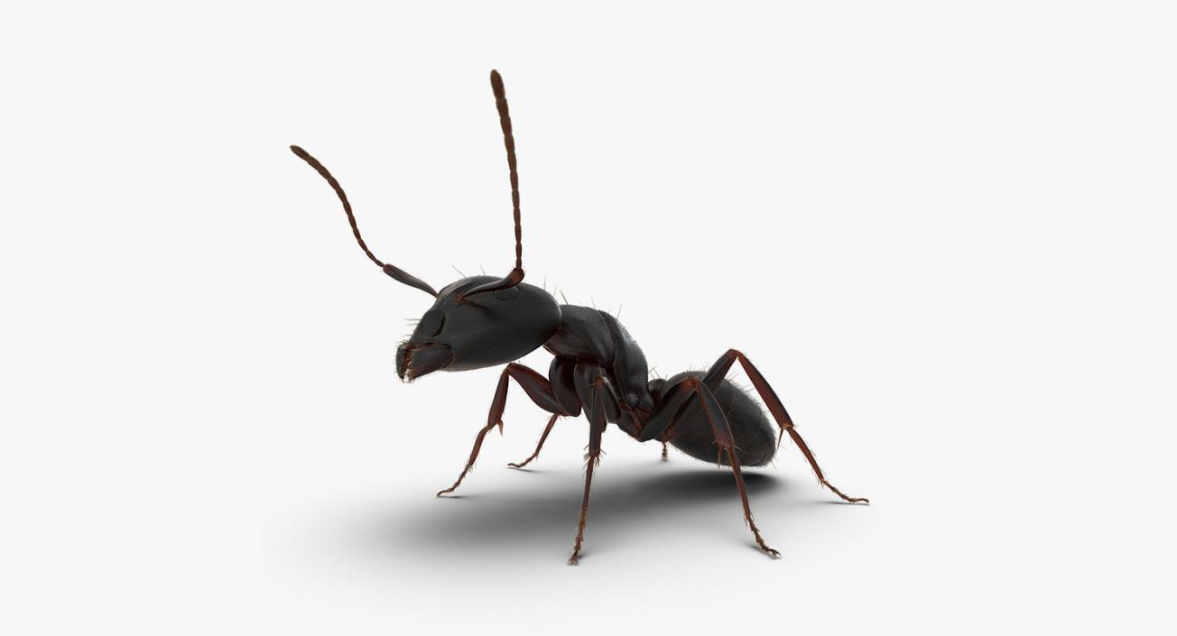 Insects Big Collection 4 3D model