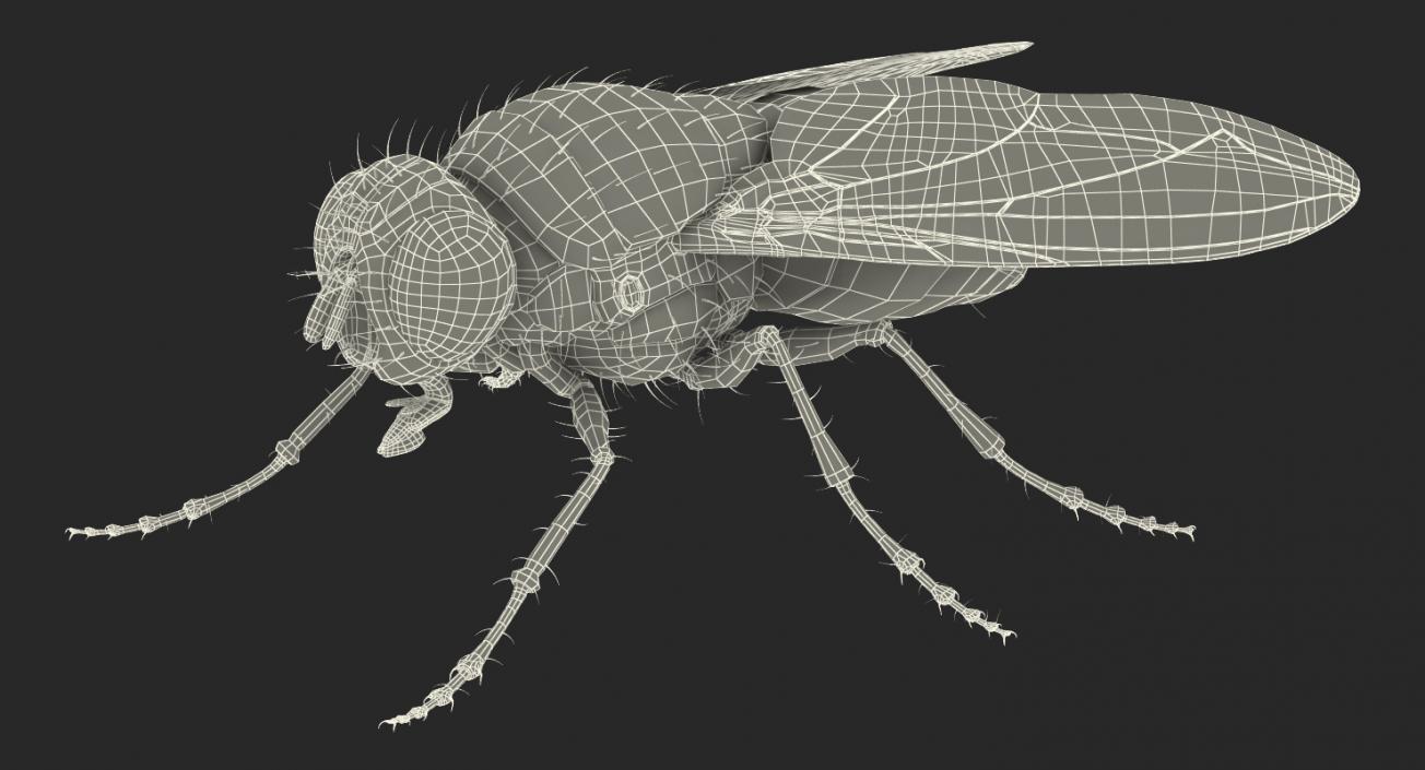 Insects Big Collection 4 3D model