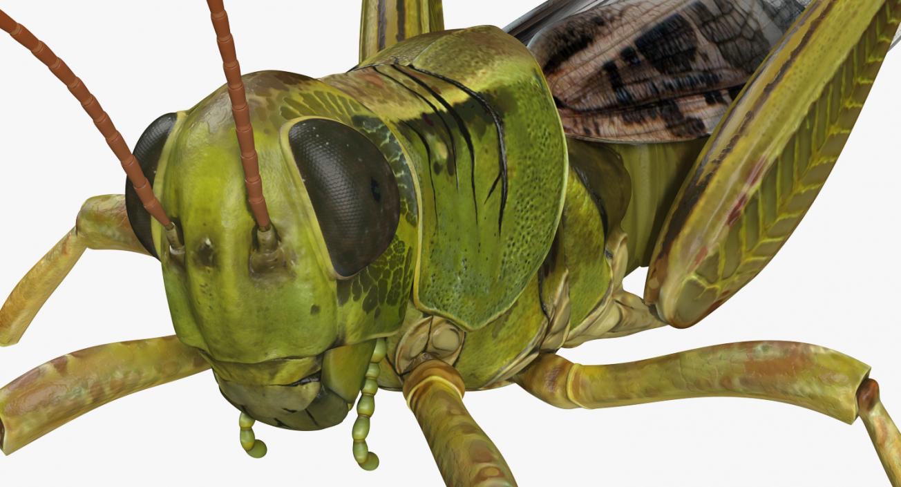 Insects Big Collection 4 3D model