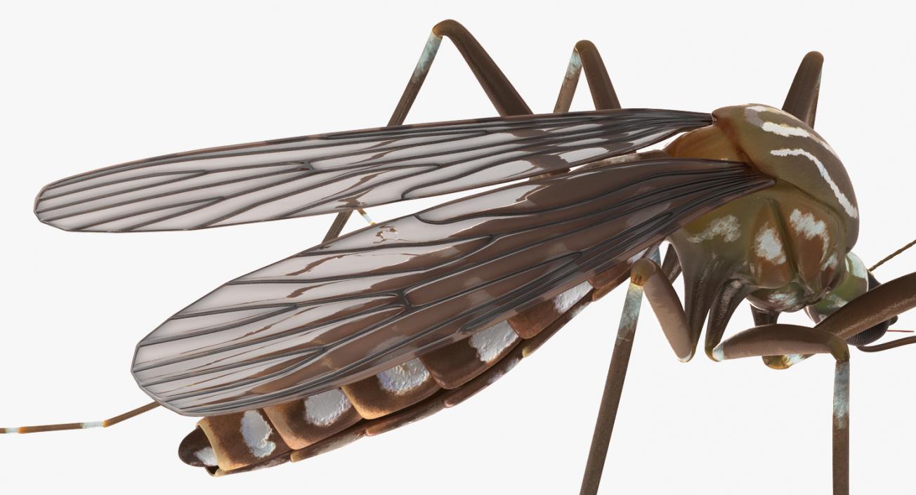 Insects Big Collection 4 3D model