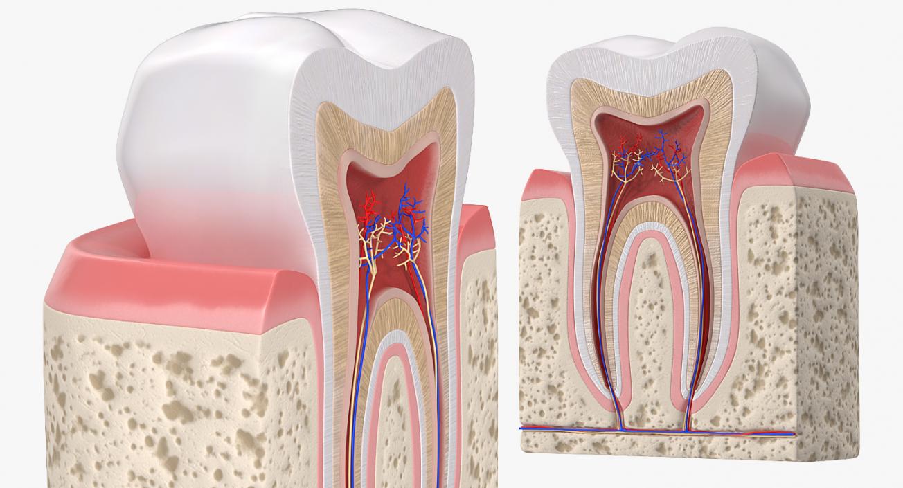 Dental Collection 3 3D model