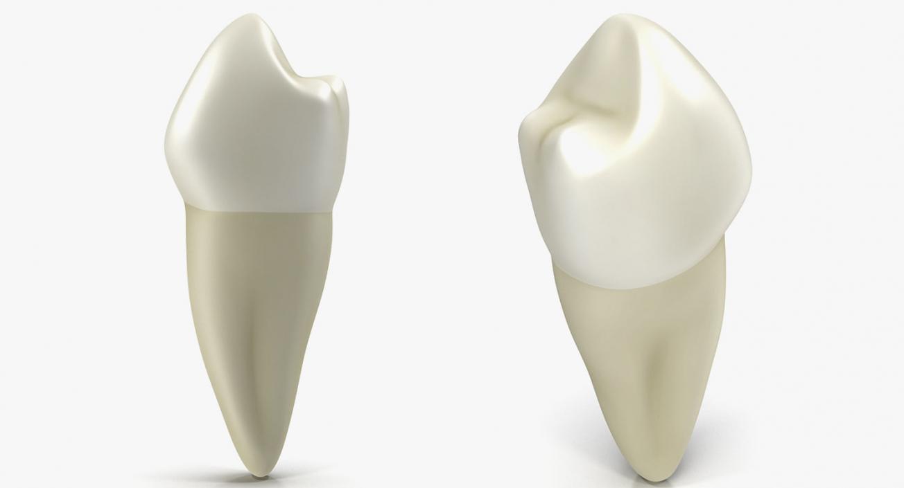 Dental Collection 3 3D model