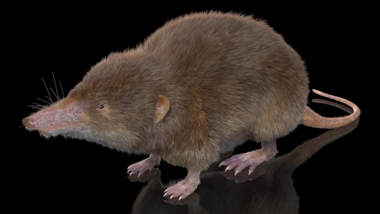 Shrew Idle Pose Fur 3D model