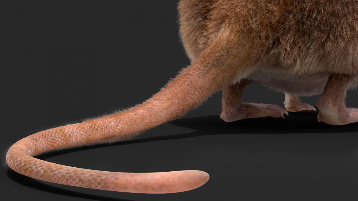 Shrew Idle Pose Fur 3D model