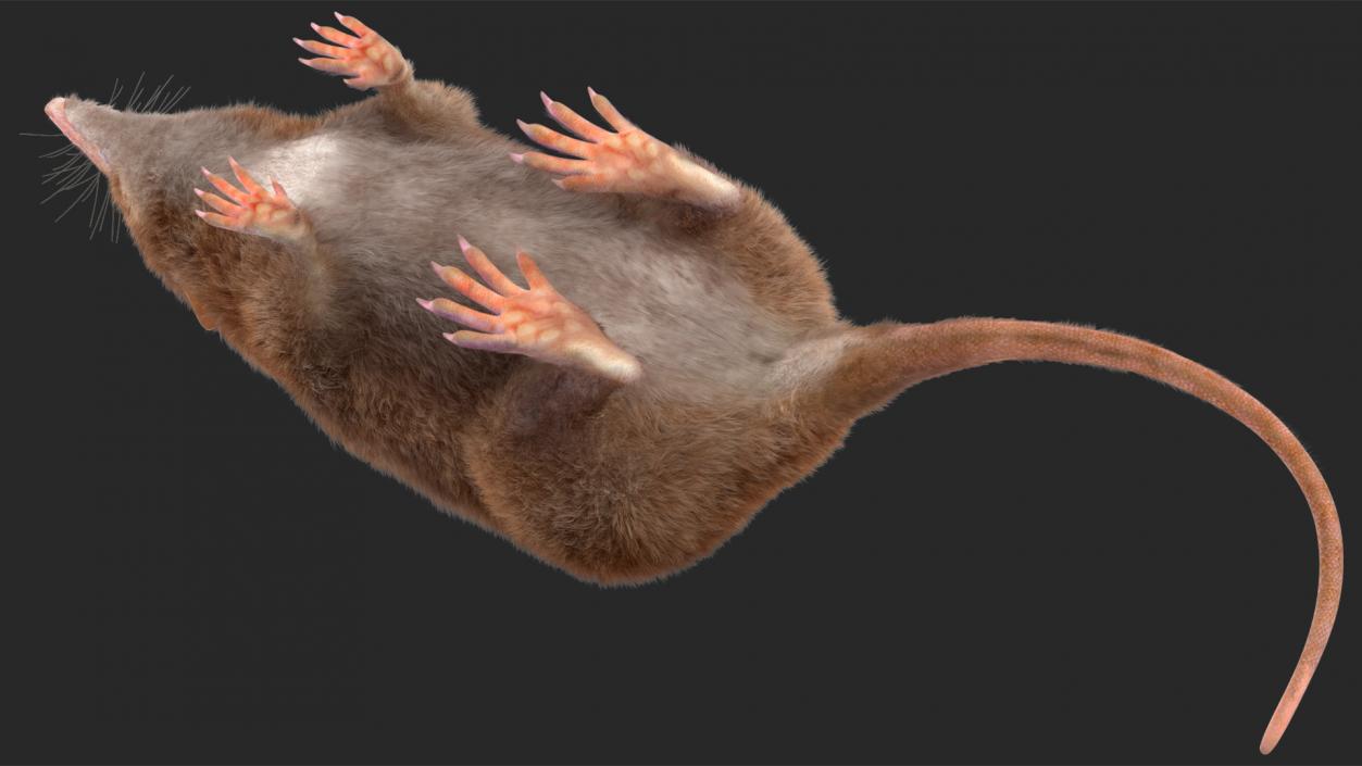 Shrew Idle Pose Fur 3D model