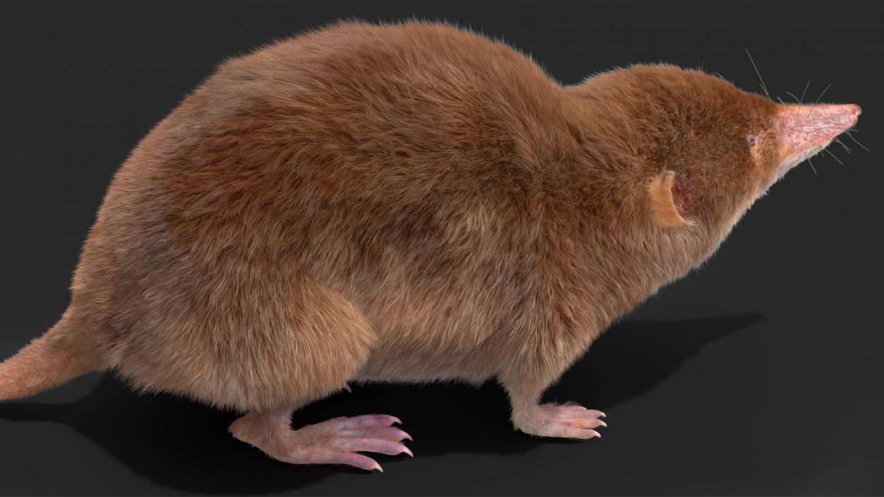 Shrew Idle Pose Fur 3D model