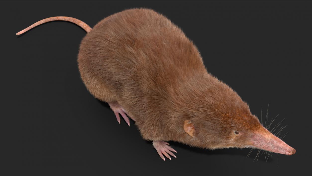 Shrew Idle Pose Fur 3D model