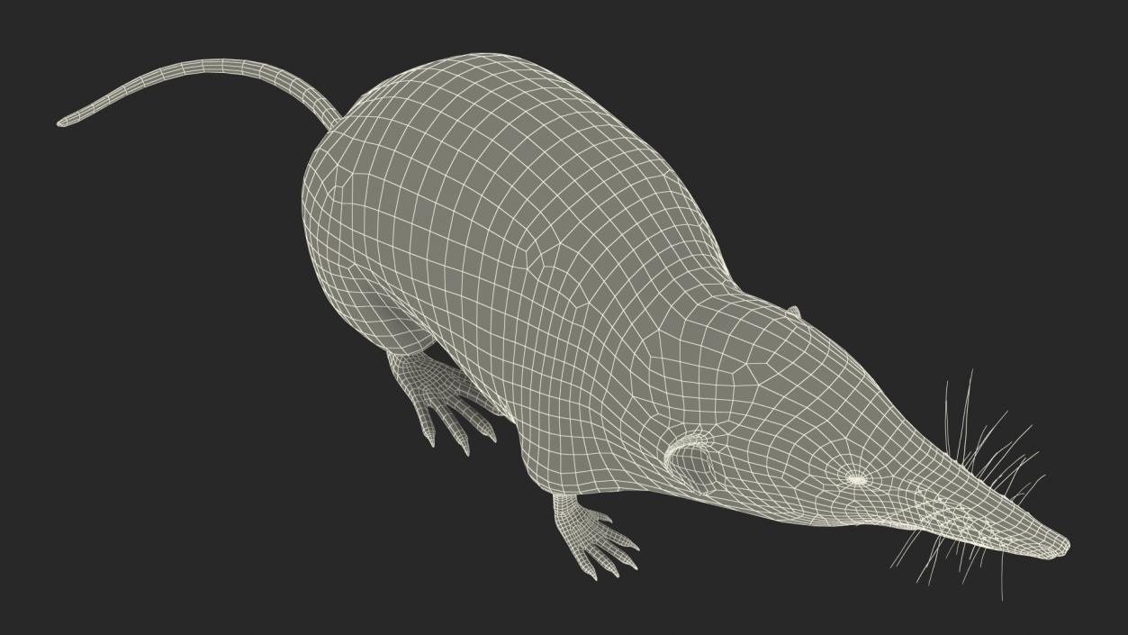 Shrew Idle Pose Fur 3D model