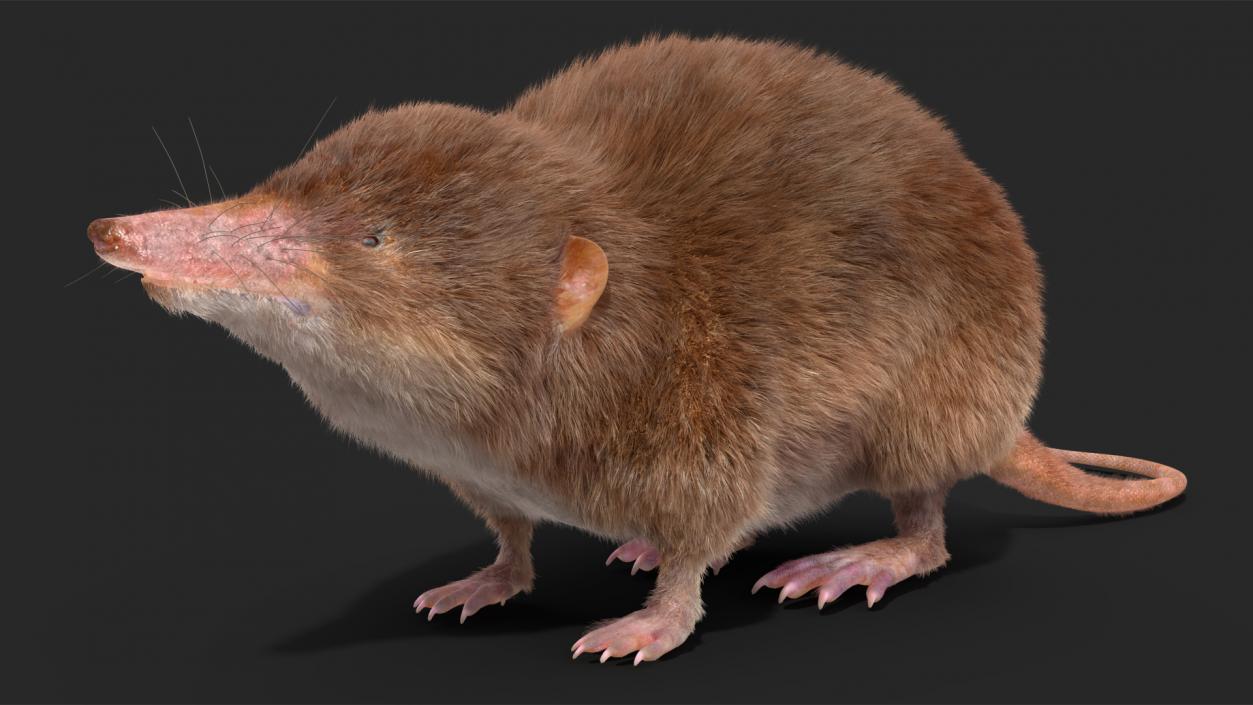 Shrew Idle Pose Fur 3D model