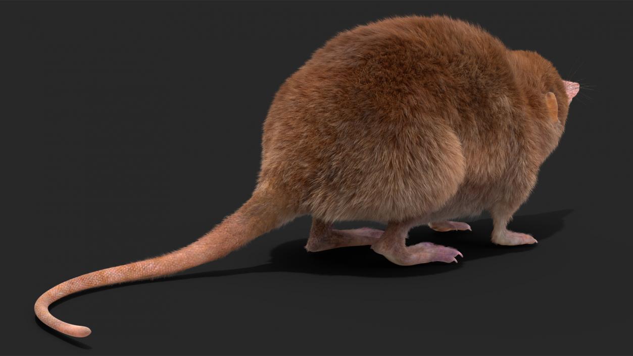 Shrew Idle Pose Fur 3D model