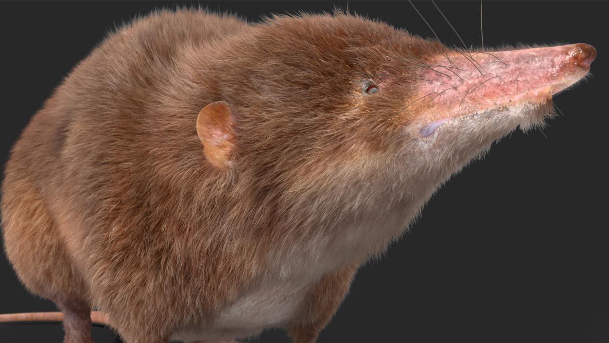 Shrew Idle Pose Fur 3D model