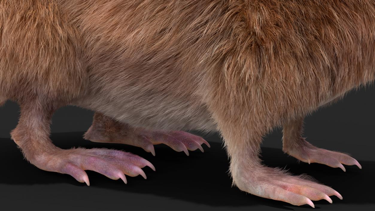 Shrew Idle Pose Fur 3D model