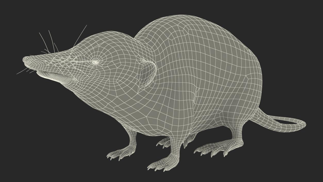 Shrew Idle Pose Fur 3D model