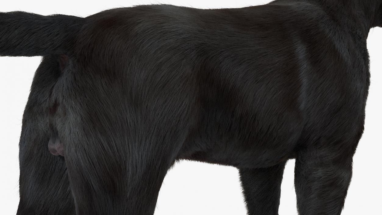 Labrador Dog Black Rigged Fur 3D model