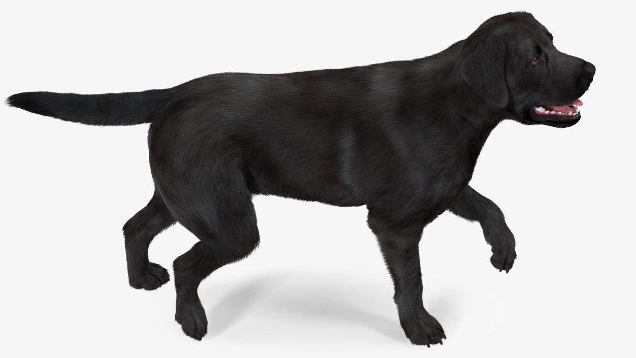 Labrador Dog Black Rigged Fur 3D model